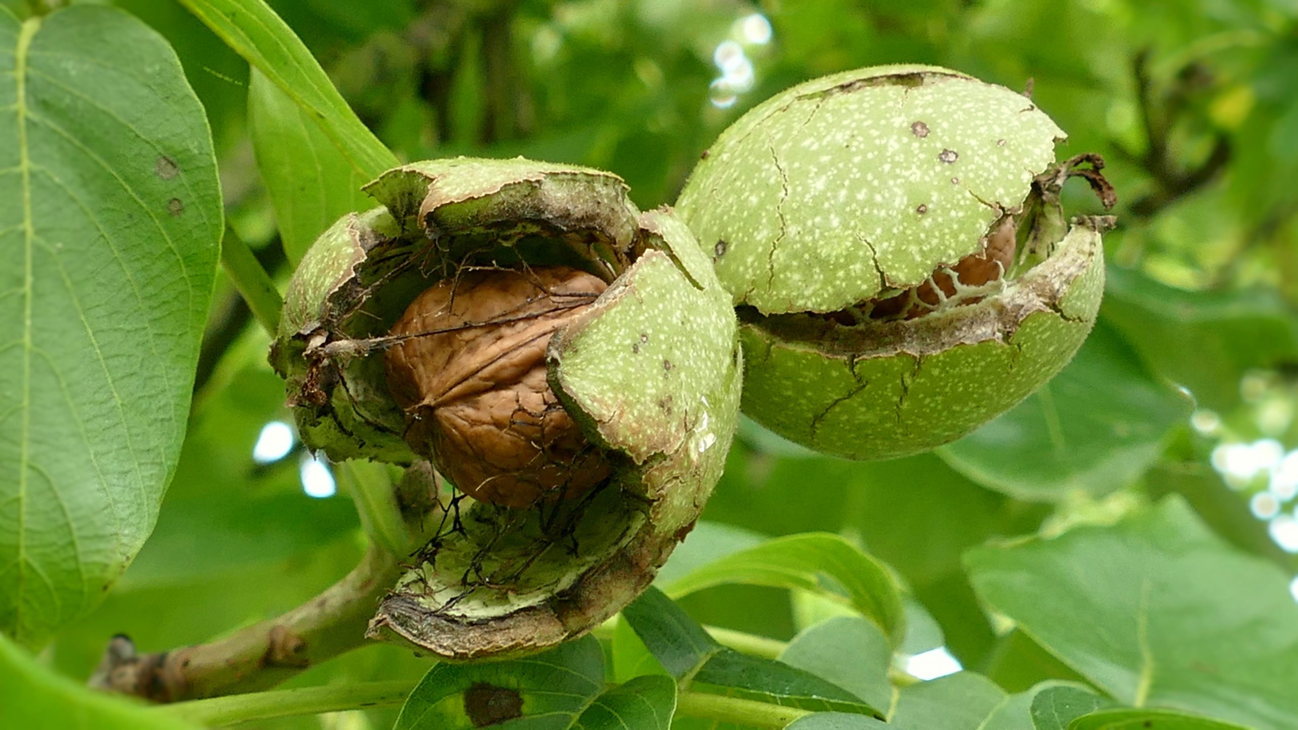 ¿Cuándo se recogen las nueces?