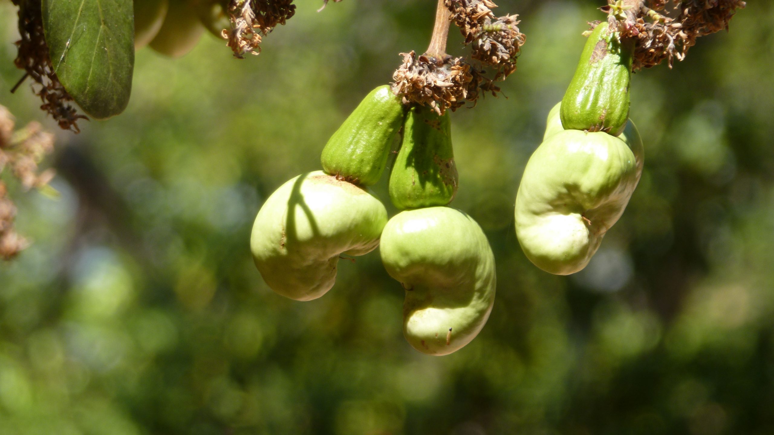 La cosecha de las nueces