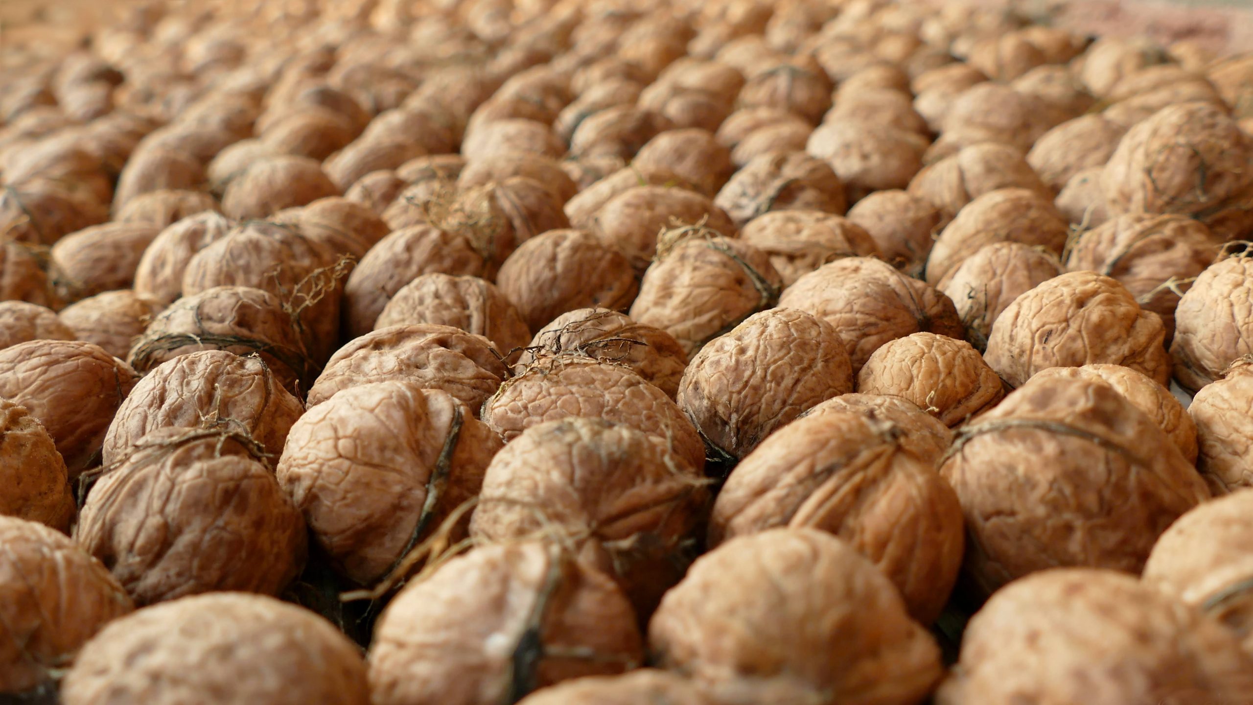 Ha llegado el Otoño y la recogida de nueces